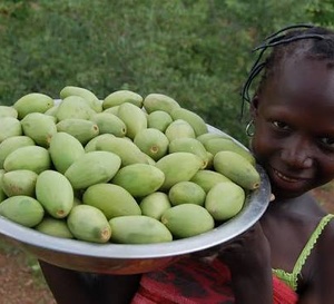 Filière karité : le prix bord-champ fixé à 250 FCFA/kg pour la campagne 2026-2027