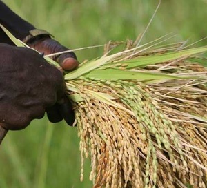 Riz : six ans après le prêt indien, l’autosuffisance reste une promesse à auditer