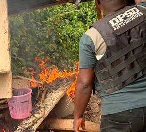 Lutte contre la drogue à Abidjan : cinq fumoirs détruits et du cannabis saisi