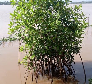 Côte d’Ivoire : la restauration des mangroves passe à la vitesse supérieure avec une cible de 250 hectares