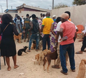 Gagnoa : deux morts de la rage humaine après des morsures de chiens