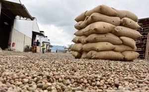 Côte d’Ivoire – 500 milliards FCFA pour soutenir la filière cacao