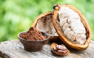 Agriculture : pourquoi le prix du cacao plonge sur le marché mondial