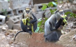 Côte d'Ivoire-Gbetitapia : le sanctuaire des singes sacrés se transforme en destination touristique phare