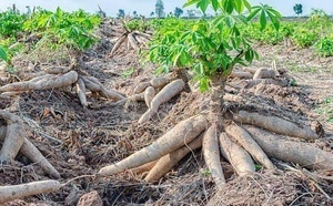 Côte d'Ivoire : le virus ougandais du manioc confirmé dans le nord-ouest
