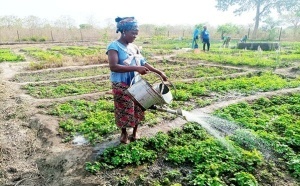 Togo – Bénin : vers une fluidification des échanges de produits maraîchers