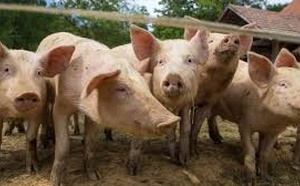 Bénin : la filière porcine fragilisée par la concurrence des importations nigérianes