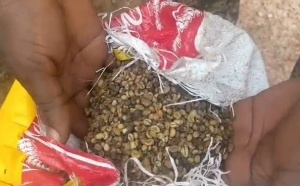 Doropo, les Douanes interceptent 21 tonnes de café dissimulées dans des sacs de riz en partance pour le Burkina Faso