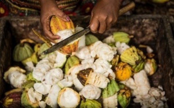 Cacao Côte d’Ivoire : prix bord champ à 1 200 FCFA/kg