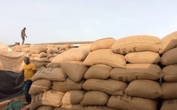 Cacao à Arrah : les coopératives tirent la sonnette d’alarme sur les stocks invendus