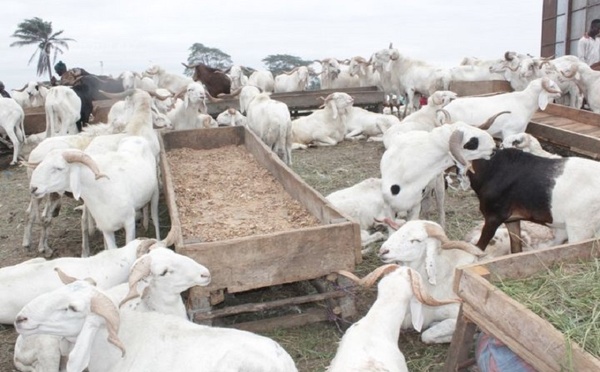 Tabaski 2026 : malgré la suspension burkinabè, aucune menace de pénurie de moutons en Côte d’Ivoire, selon les acteurs du secteur