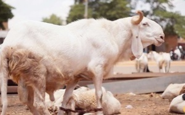 Alors que le Burkina Faso a fermé son marché de bétail à la Côte d’Ivoire, 30 à 90 camions de moutons arrivent chaque jour à Abidjan.
