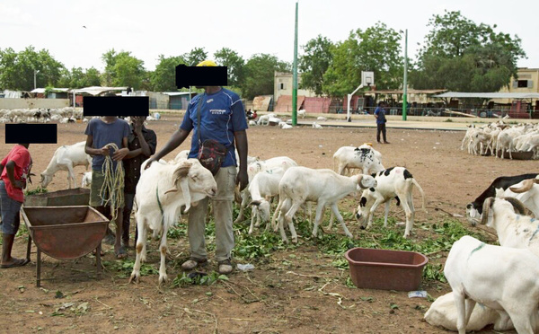 Tabaski 2026 à Bamako : les moutons deviennent hors de prix, jusqu’à deux fois plus chers qu’à Abidjan