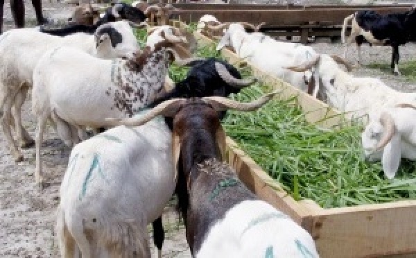 Bétail : la suspension des exportations au Burkina Faso secoue les marchés ouest-africains