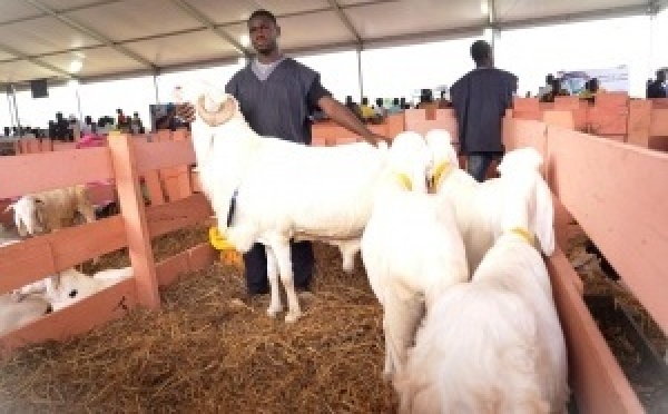 Tabaski 2026 : le gouvernement rassure sur l’approvisionnement en moutons