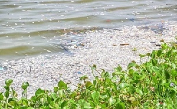 Burkina Faso : une hécatombe de poissons au barrage n°3 alerte sur la pollution des eaux