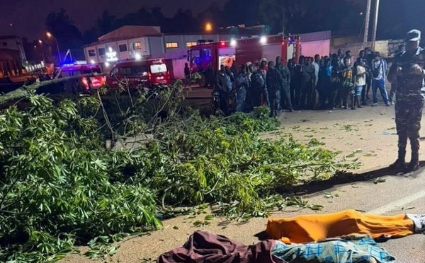 Bouaké : le mythique fromager de Nimbo s'effondre, trois morts et trois blessés graves