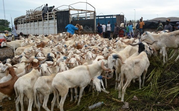 Algérie : le scandale des moutons de l’Aïd éclabousse les marchés publics
