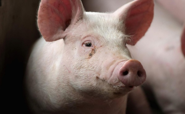 Ferkessédougou : alerte à la peste porcine africaine, un dispositif sanitaire d'urgence déployé