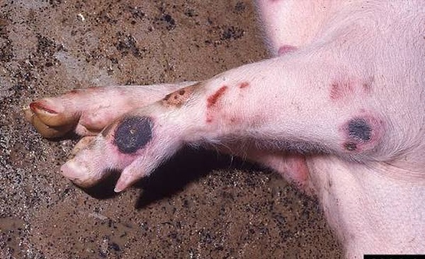 Peste porcine africaine : 1 185 porcs abattus pour freiner la propagation du virus dans le Gôh