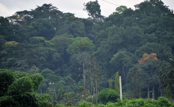 Côte d’Ivoire : 62,8 millions FCFA versés aux villages qui protègent la forêt de Taï