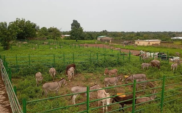 Côte d’Ivoire : 78 ânes interceptés à M’Bengué alors qu’ils étaient destinés au Ghana