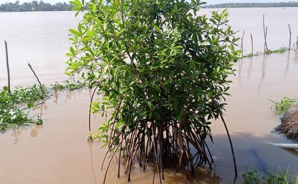 Côte d’Ivoire : la restauration des mangroves passe à la vitesse supérieure avec une cible de 250 hectares