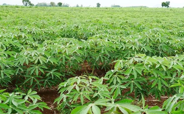 Côte d’Ivoire : le manioc bientôt transformé en carburant d’aviation durable