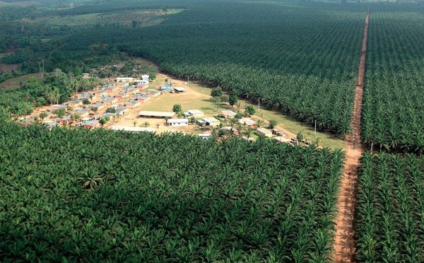 FILIÈRE PALMIER À HUILE / PALMCI VERSE 90 MILLIARDS FCFA PAR AN À SES 30 000 PLANTEURS PARTENAIRES
