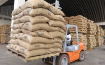 Filière Café-Cacao : reprise des achats, les exportateurs saluent l’action du Conseil Café-Cacao