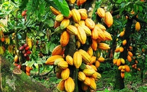 Cacao : l’État accélère l’évacuation des stocks pour relancer la filière