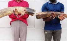 Côte d’Ivoire, trafic d’ivoire : deux trafiquants écopent de 10 ans de prison