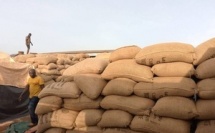 Cacao à Arrah : les coopératives tirent la sonnette d’alarme sur les stocks invendus