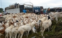 Tabaski 2026 à Abidjan : le District serre la vis sur le transport du bétail