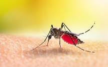 Paludisme : une baisse historique de la mortalité en Côte d’Ivoire grâce à la prévention