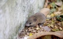 Hantavirus : la Côte d’Ivoire renforce la surveillance sanitaire après l’alerte de l’OMS