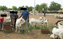 Tabaski 2026 à Bamako : les moutons deviennent hors de prix, jusqu’à deux fois plus chers qu’à Abidjan