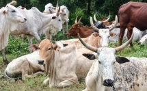 Tabaski 2026 à Bouaké : Amadou Koné offre 26 bœufs et 300 moutons aux élus et personnes vulnérables