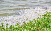 Burkina Faso : une hécatombe de poissons au barrage n°3 alerte sur la pollution des eaux
