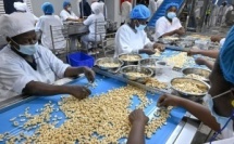 Filière anacarde : la transformation locale, moteur de croissance et de prospérité