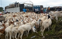 Algérie : le scandale des moutons de l’Aïd éclabousse les marchés publics