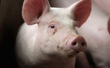 Ferkessédougou : alerte à la peste porcine africaine, un dispositif sanitaire d'urgence déployé