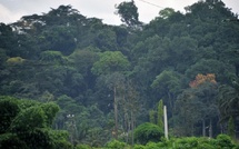 Côte d’Ivoire : 62,8 millions FCFA versés aux villages qui protègent la forêt de Taï
