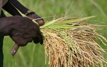 Riz : six ans après le prêt indien, l’autosuffisance reste une promesse à auditer