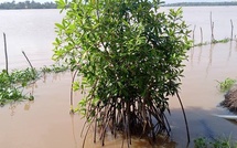Côte d’Ivoire : la restauration des mangroves passe à la vitesse supérieure avec une cible de 250 hectares