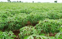 Côte d’Ivoire : le manioc bientôt transformé en carburant d’aviation durable
